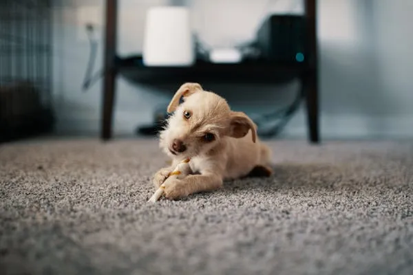 Small Puppy Lying on Carpet with a Living Room Background