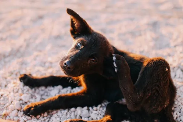 Small Puppy Scratching its Ear While Sitting on Pebbles Hd