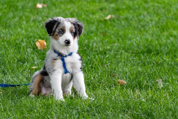 Small Puppy Sitting on Green Grass with Rope and Collar