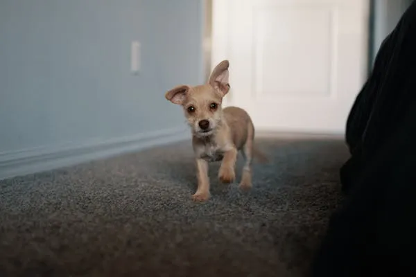 Small Puppy Walking Inside a Home on a Soft Carpet Floor