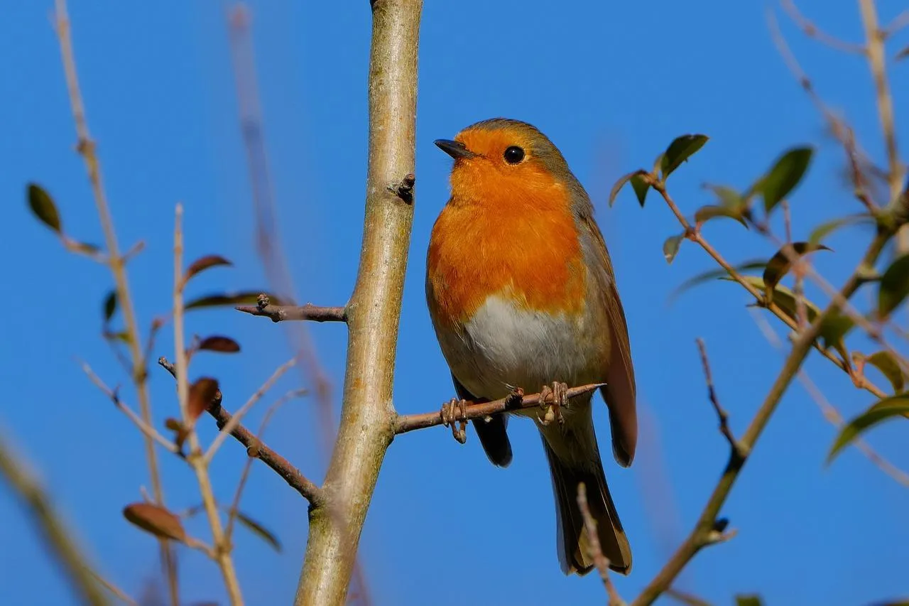 Small Red Robin Bird Perched on Tree Branch Wallpaper