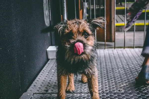 Small Scruffy Dog Licking Nose in a Metal Outdoor Surface