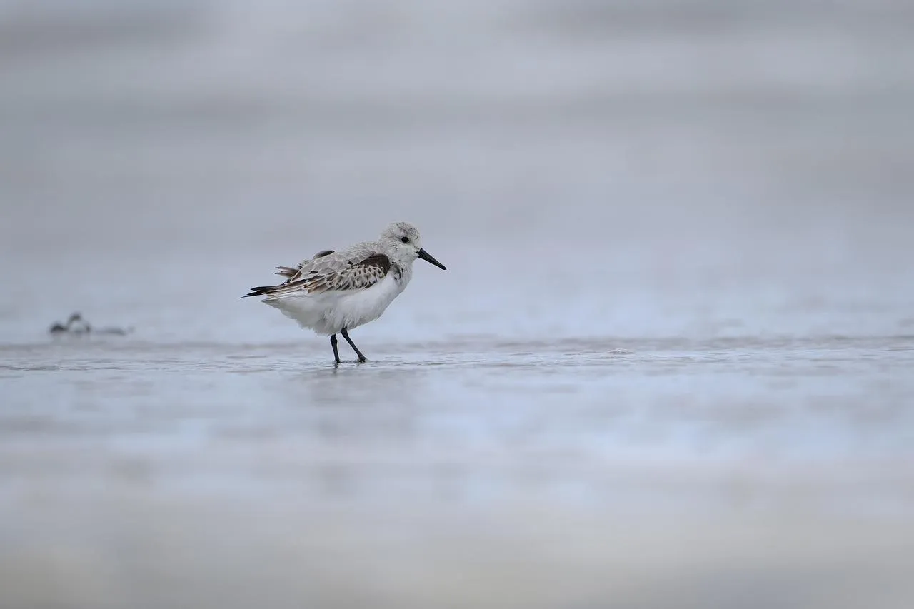 Small Shorebird Walking on Sandy Beach free Wallpaper