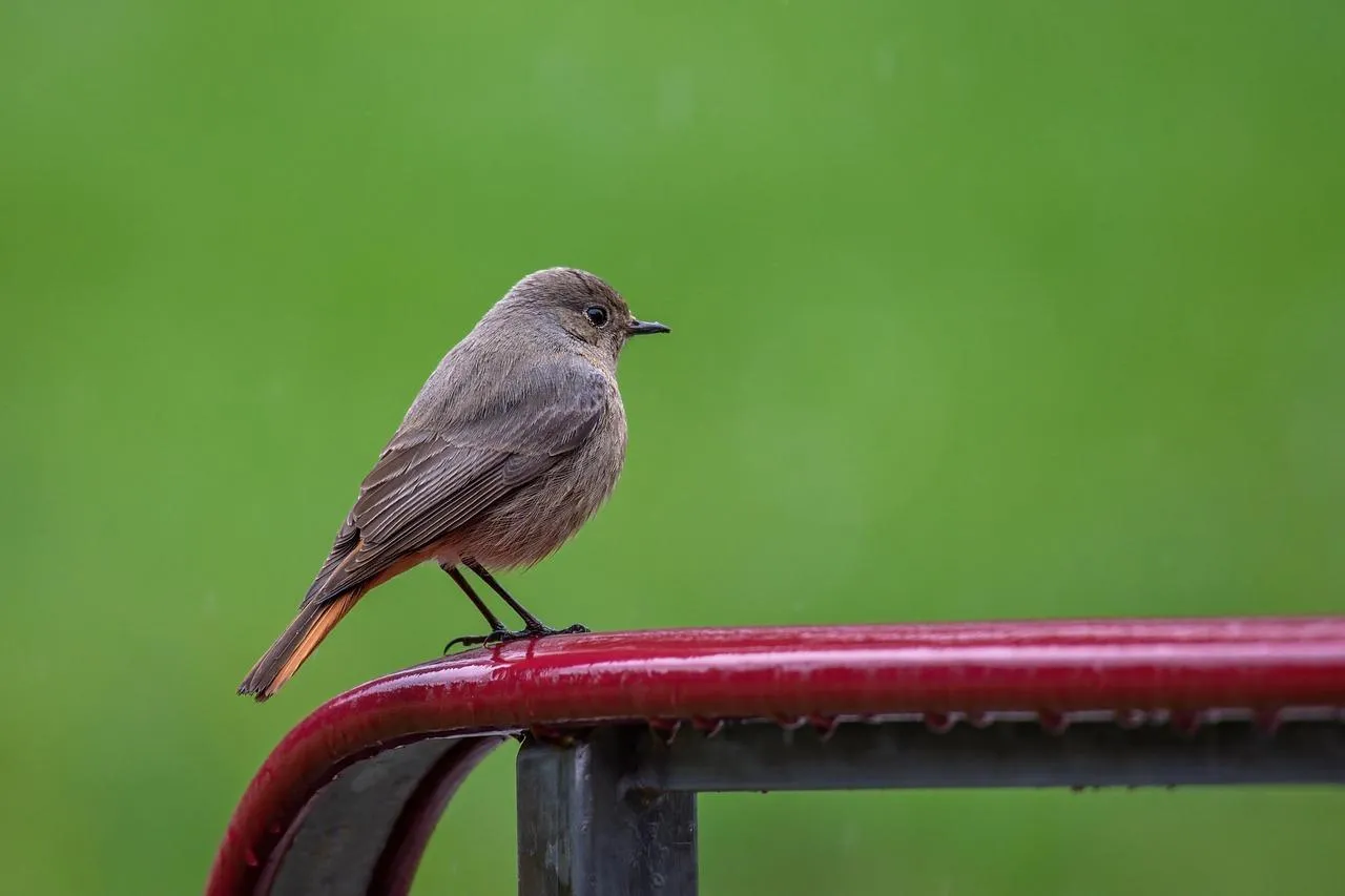 Small Songbird Perched on Red Rail in Natural Habitat