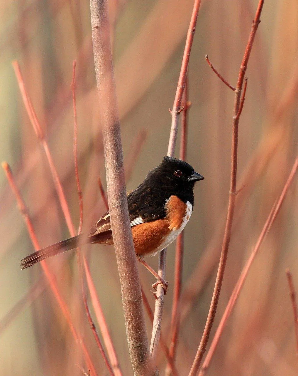 Small Songbird Singing on Branch in Early Morning Wallpaper