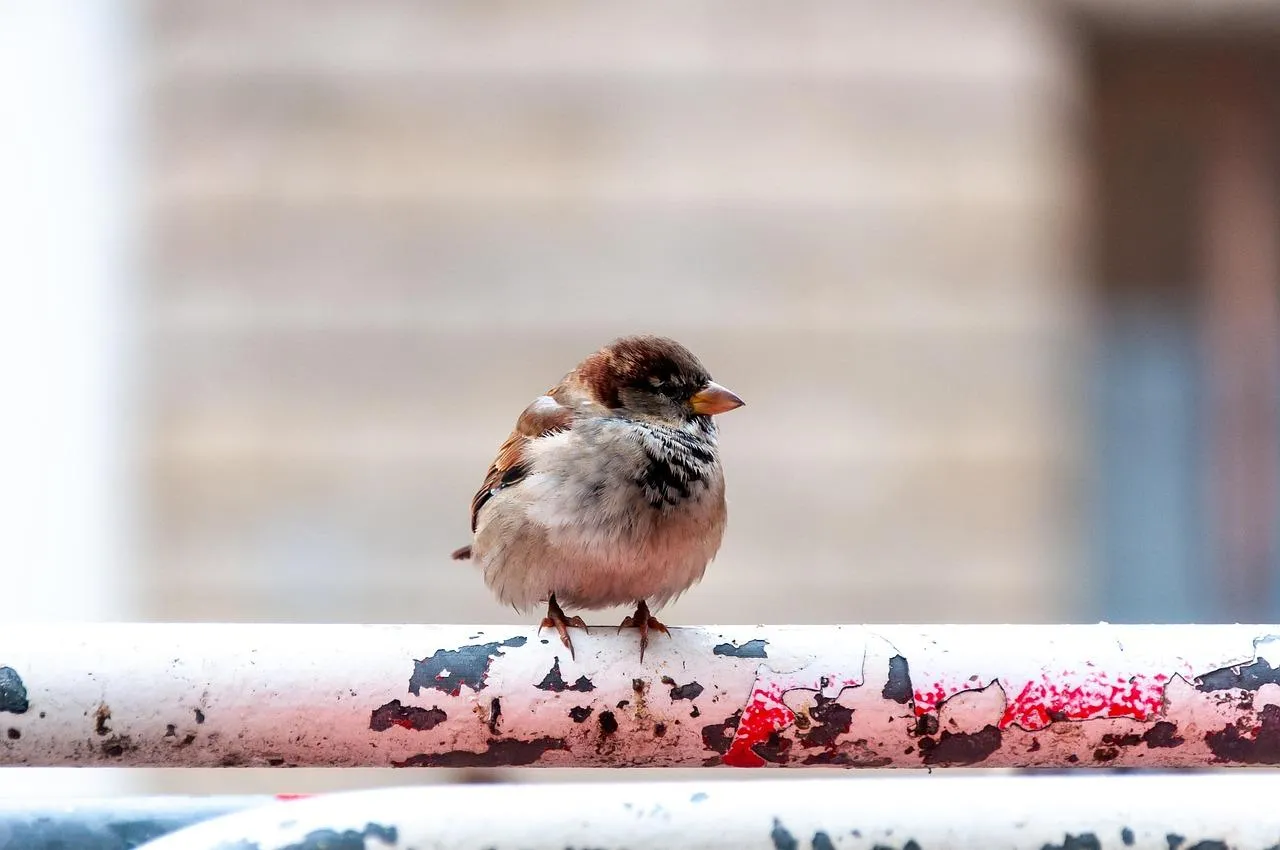 Small Sparrow Bird on Wooden Fence Post Wallpaper