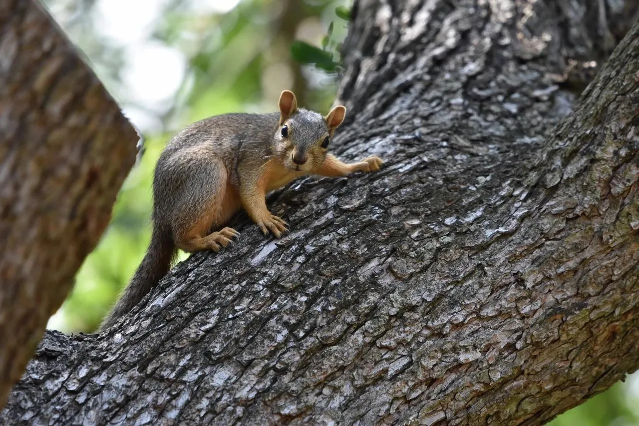 Small squirrel climbing on tree bark in a natural habitat