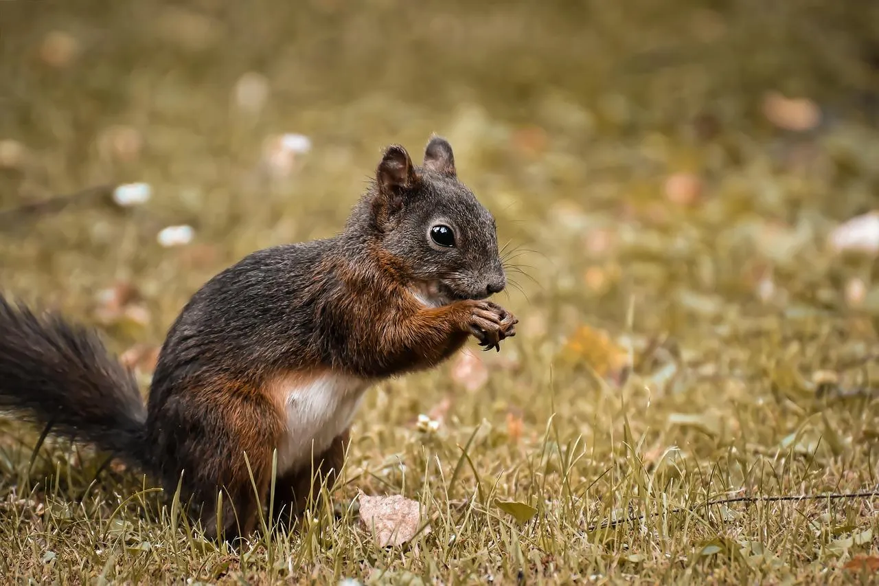 Small Squirrel Gathering Food on the Ground Outdoors