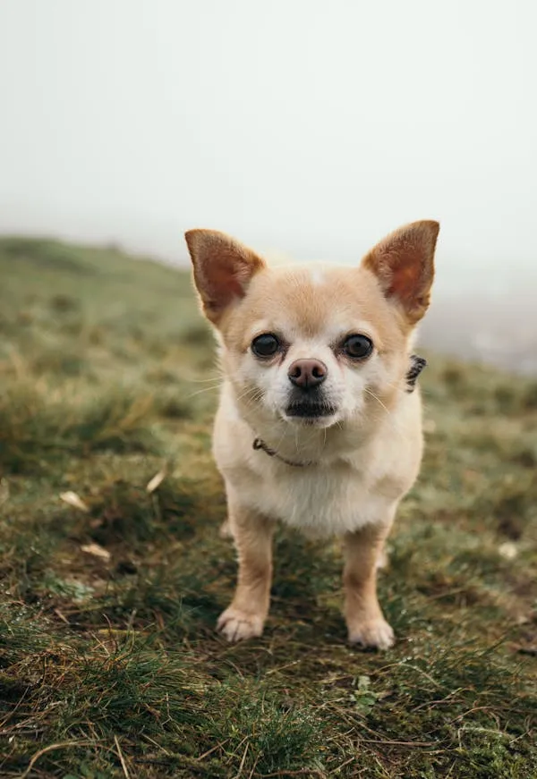 Small Tan Chihuahua Puppy Standing on a Nature Trail Image