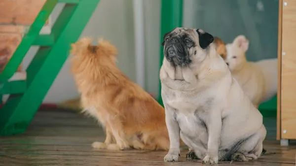 Small Tan Dog and Black and White Dog Sitting Together