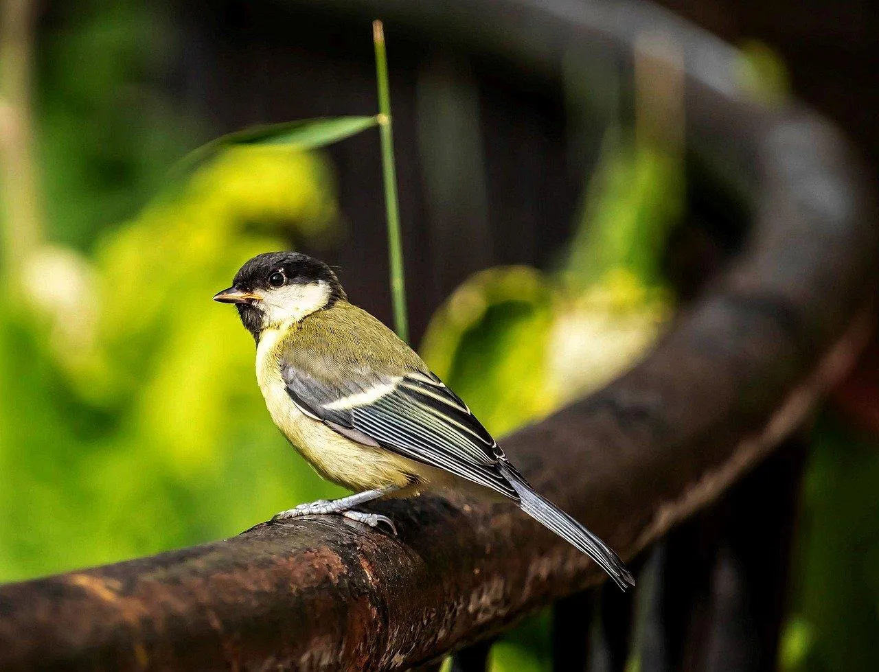 Small white bird resting on a green twig Wallpaper