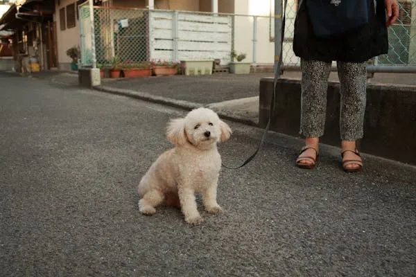 Small White Dog Sitting on Sidewalk with Owner Wallpaper