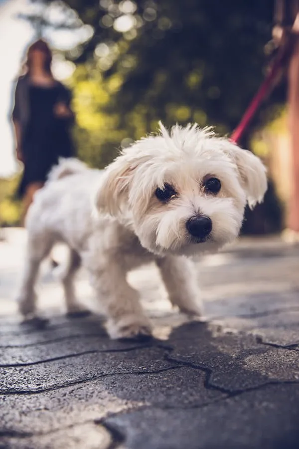 Small White Dog Walking Outside with Person Behind Image