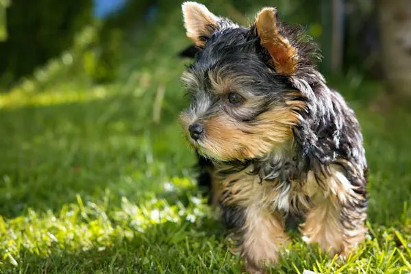 Small Yorkshire Puppy Standing on Grass in Sunny Garden