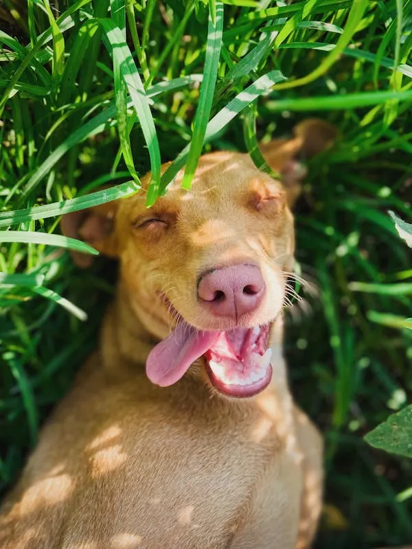Smiling Brown Dog Relaxing in Tall Green Grass Wallpaper