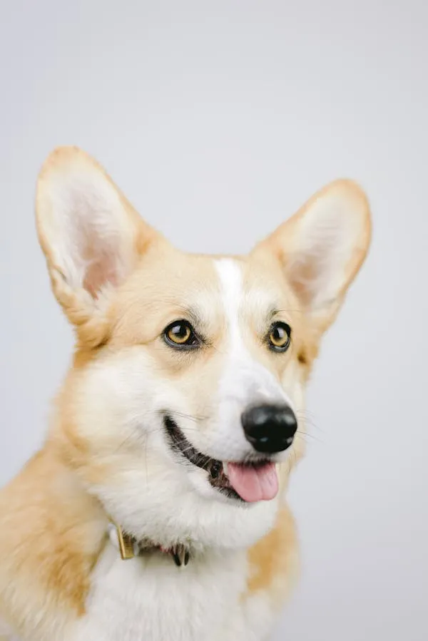 Smiling Corgi Puppy Posing Against a White Background Hd