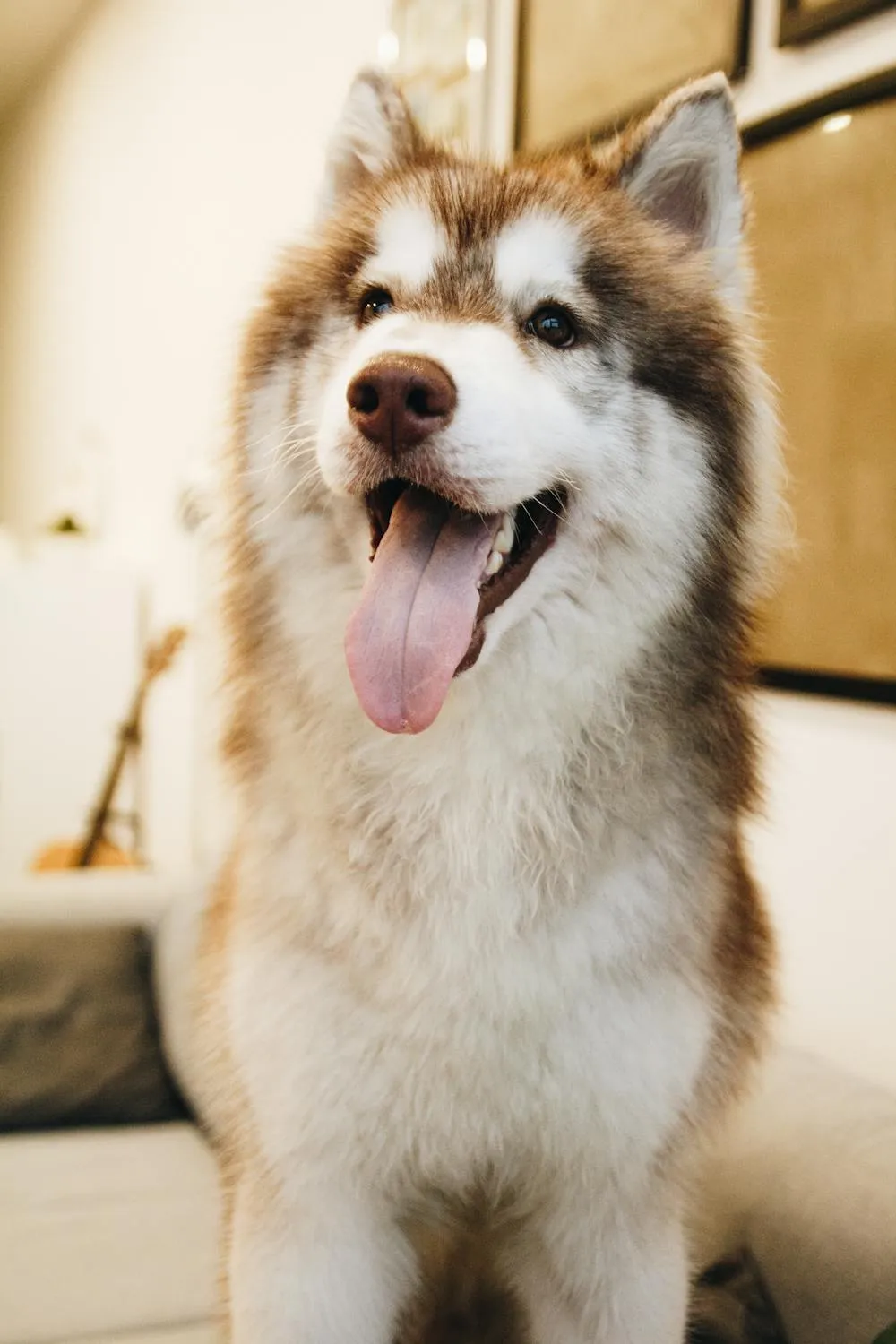 Smiling Husky Standing Indoors with Tongue Out Wallpaper