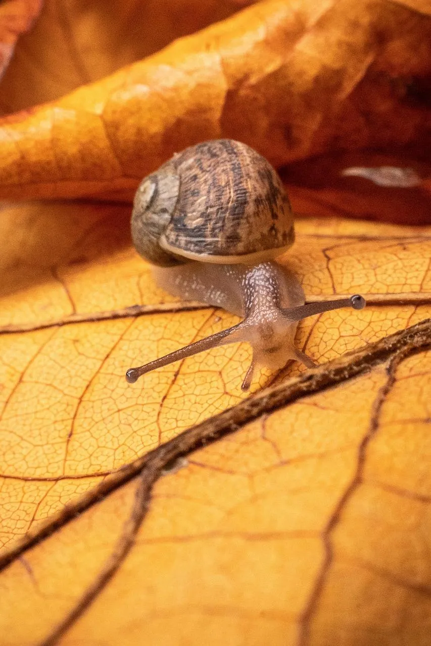 Snail Crawling Slowly on an Orange Leaf Surface Wallpaper