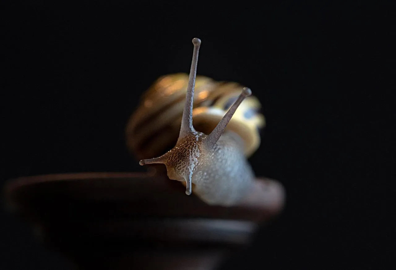 Snail Moving Slowly on Dark Background with Focus Wallpaper