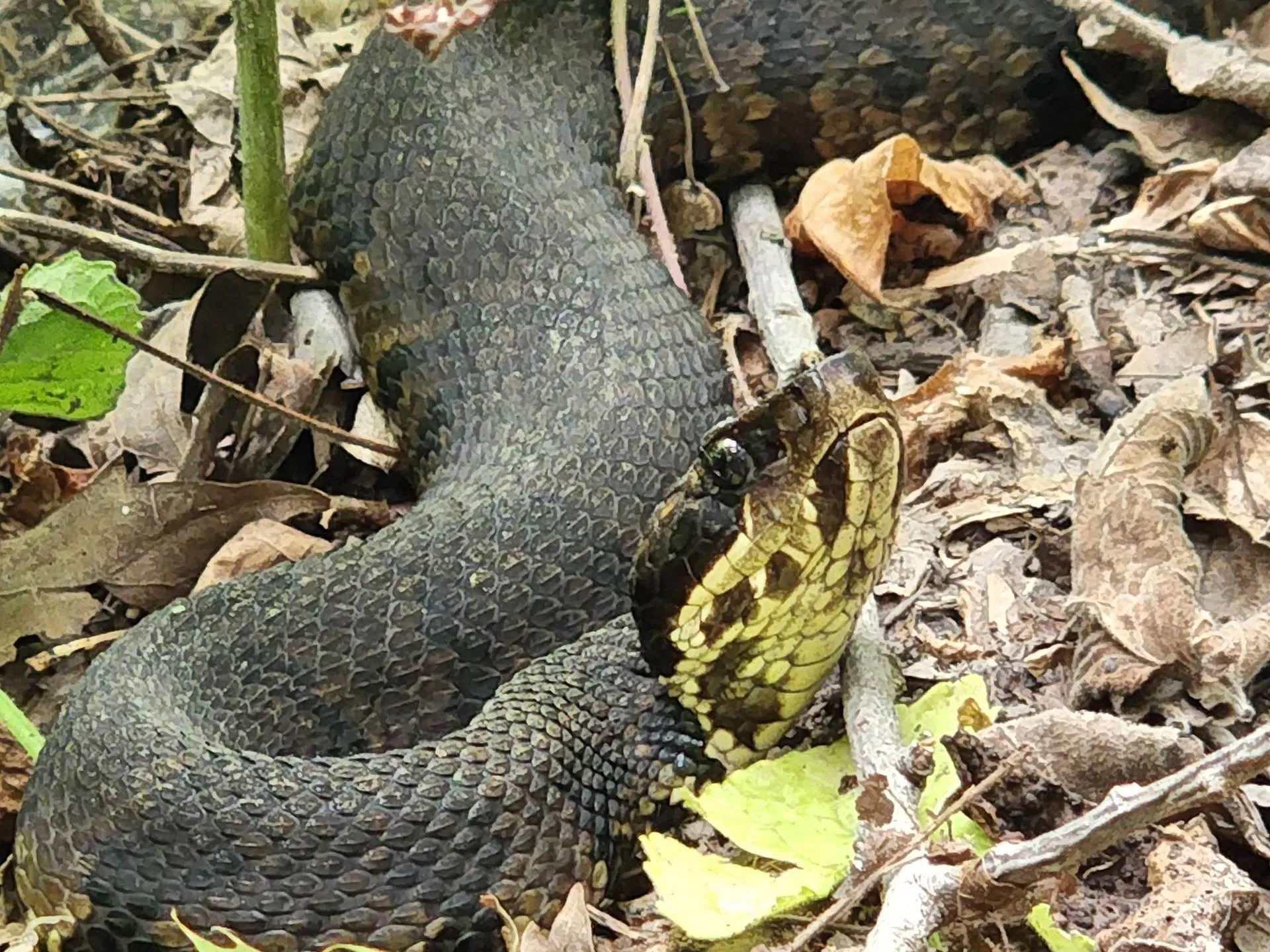 Snake coiled on tree branch in a dense forest Wallpaper