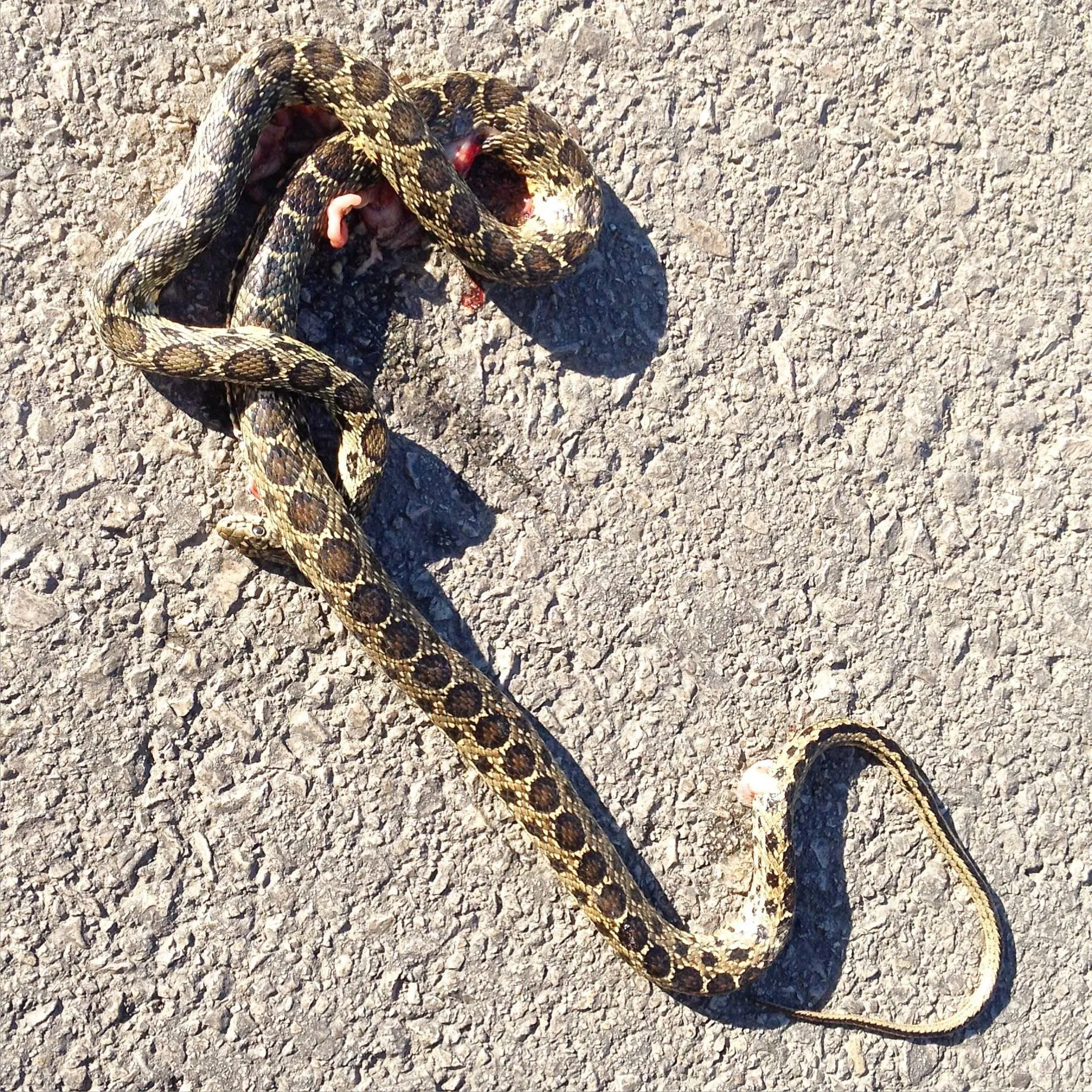 Snake Crawling on Rocky Pavement under Sunlight Wallpaper