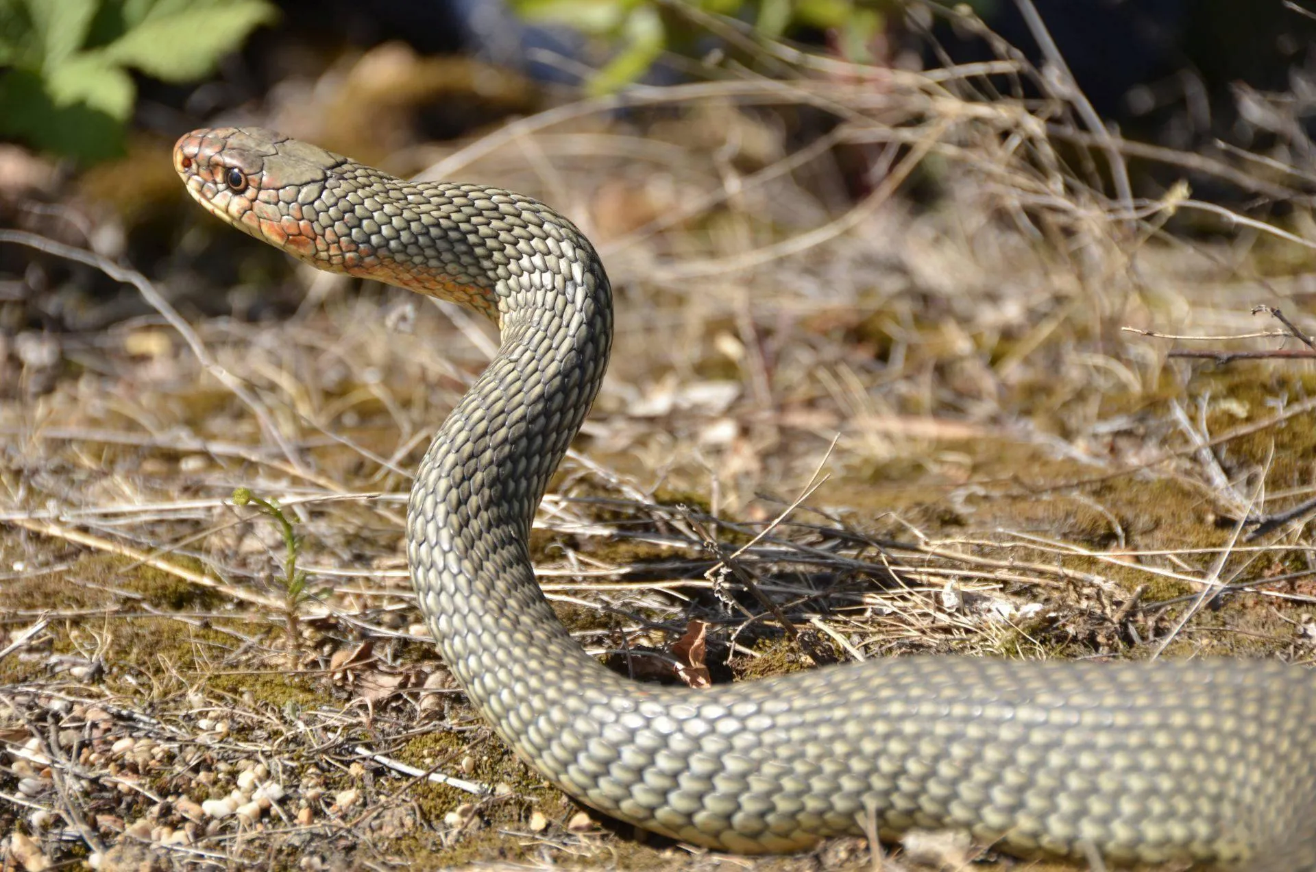 Snake Resting on Forest Floor Near Moss and Branches