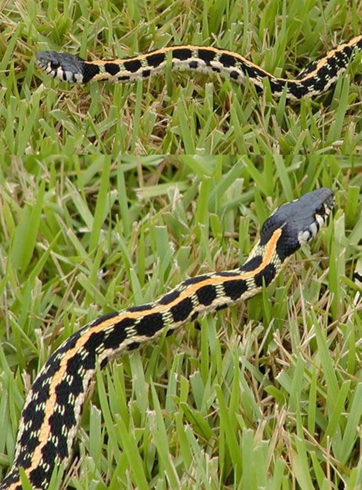 Snake slithering through fresh green grass Wallpaper