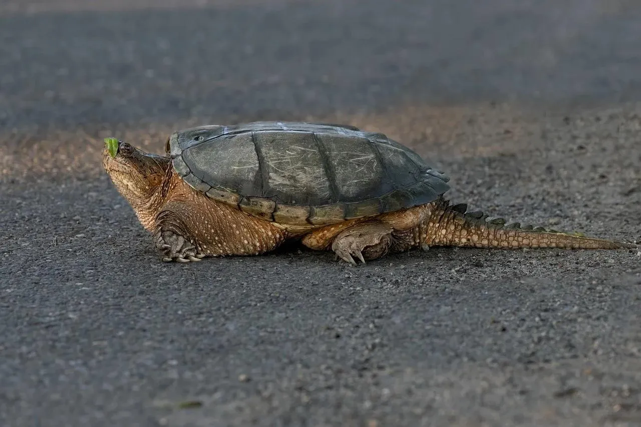 Snapping Turtle Crawling Slowly on Road with Leaf on Nose