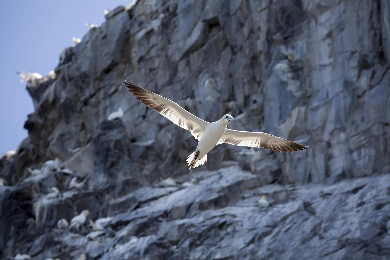 Snowy Owl in Flight Against Rocky Mountain Background