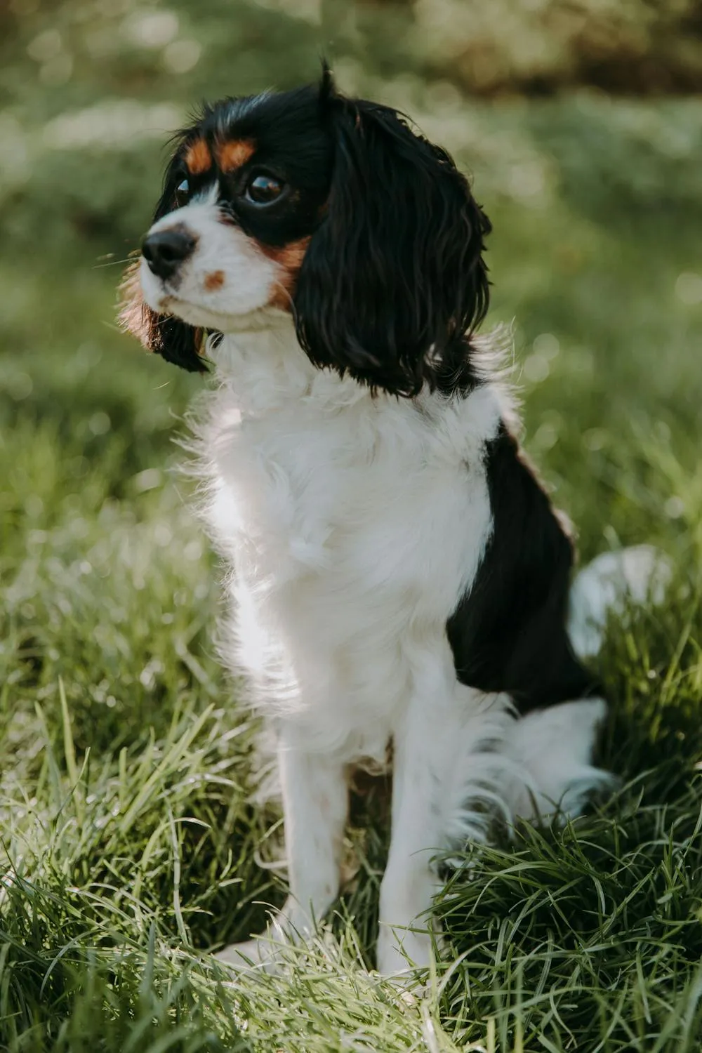 Spaniel Puppy Standing Alert on a Grassy Lawn Wallpaper
