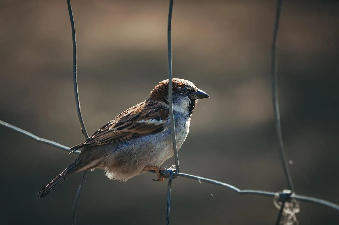 Sparrow Bird Sitting on Wire Fence with Blurred Background