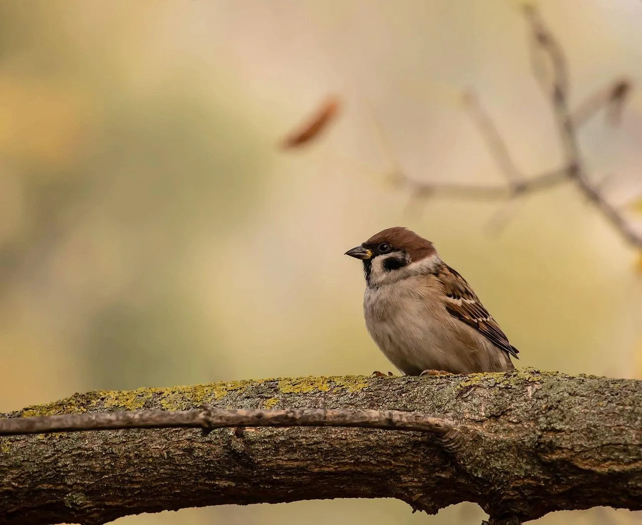 Sparrow Standing on Sand with Gentle Background Blur