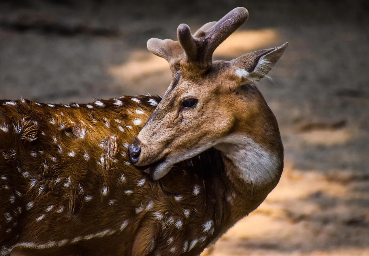 Spotted deer grooming its back in natural forest habitat