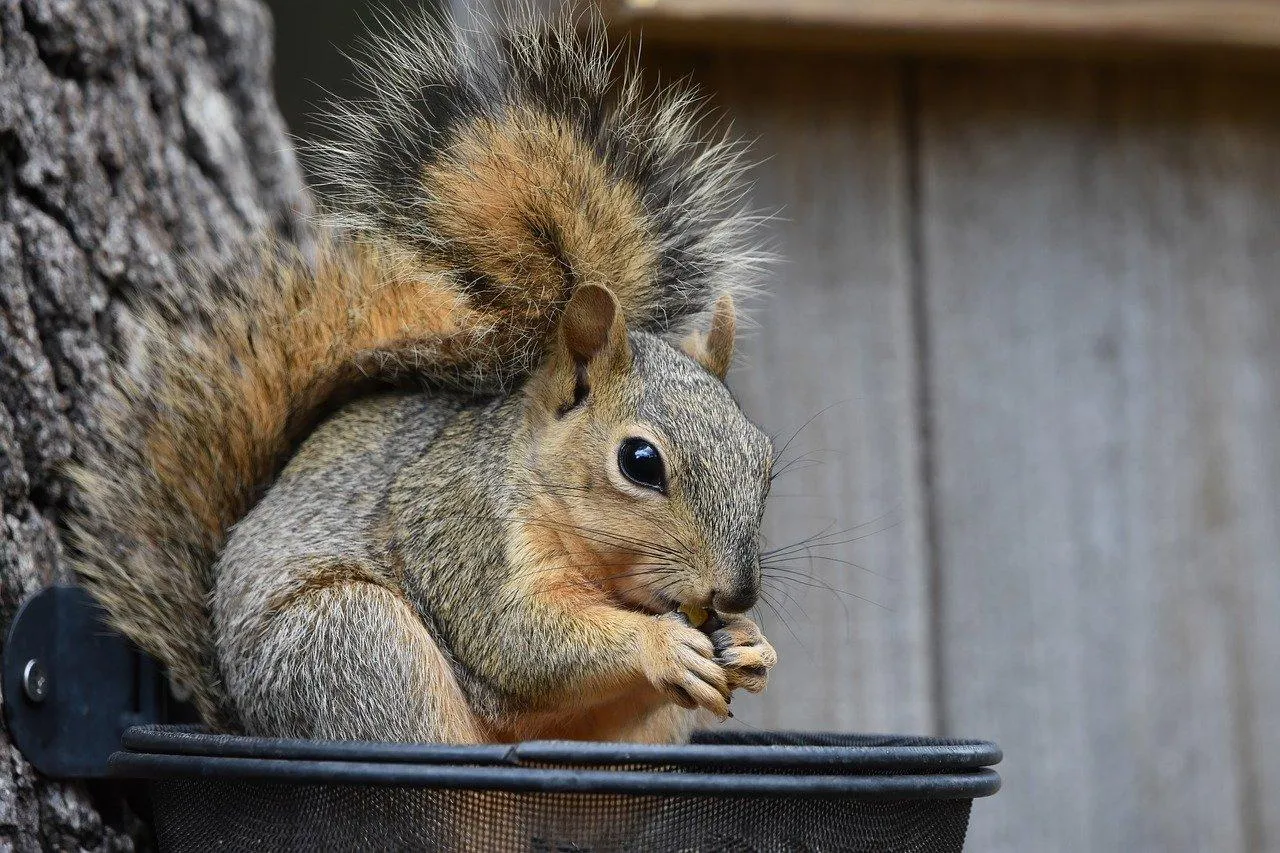 Squirrel Climbing a Tree in a Natural Wooden Environment