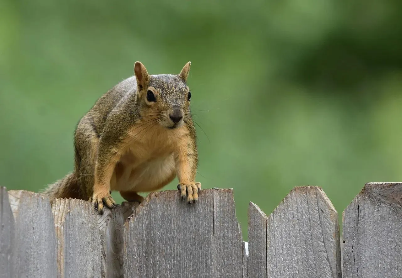 Squirrel Climbing on Wooden Fence with Green Background