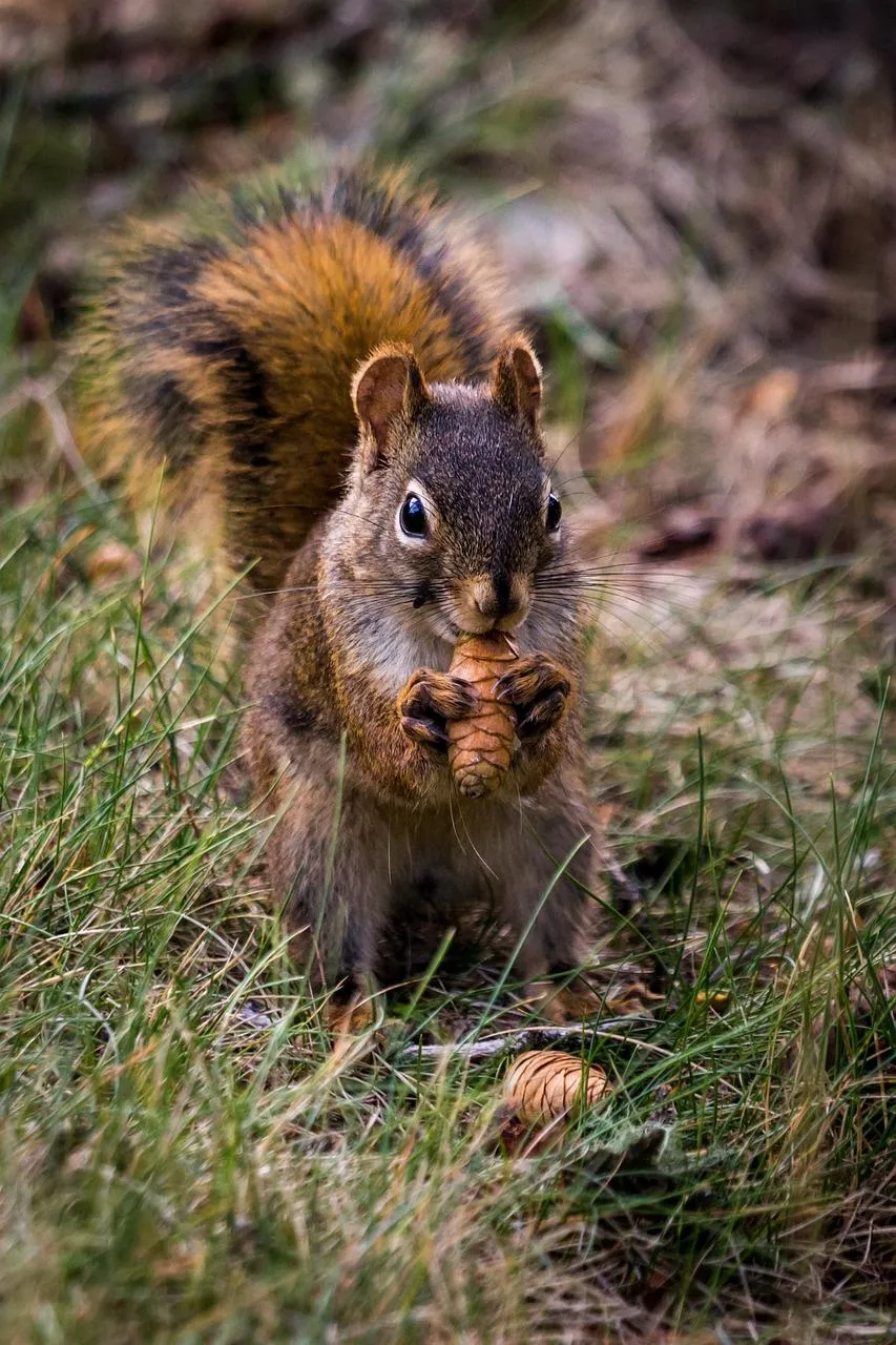 Squirrel eating a pinecone in the grassy forest Wallpaper