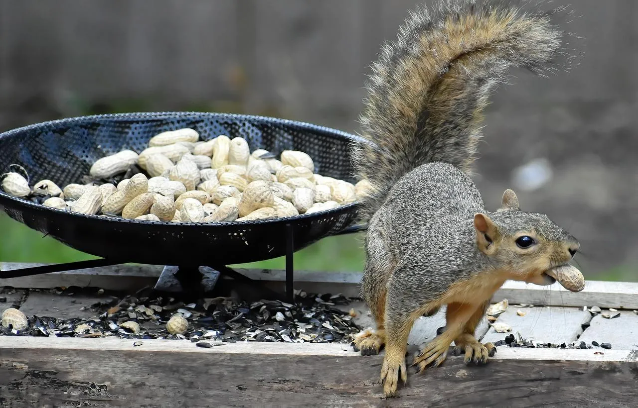 Squirrel eating food from a bowl outdoors on wooden surface