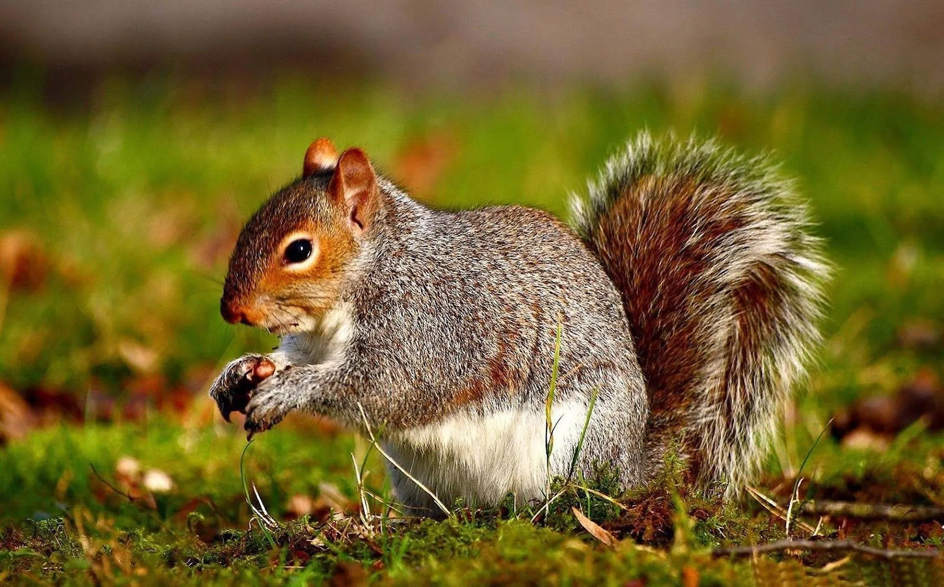 Squirrel Holding Nut Sitting on Forest Floor in Fall