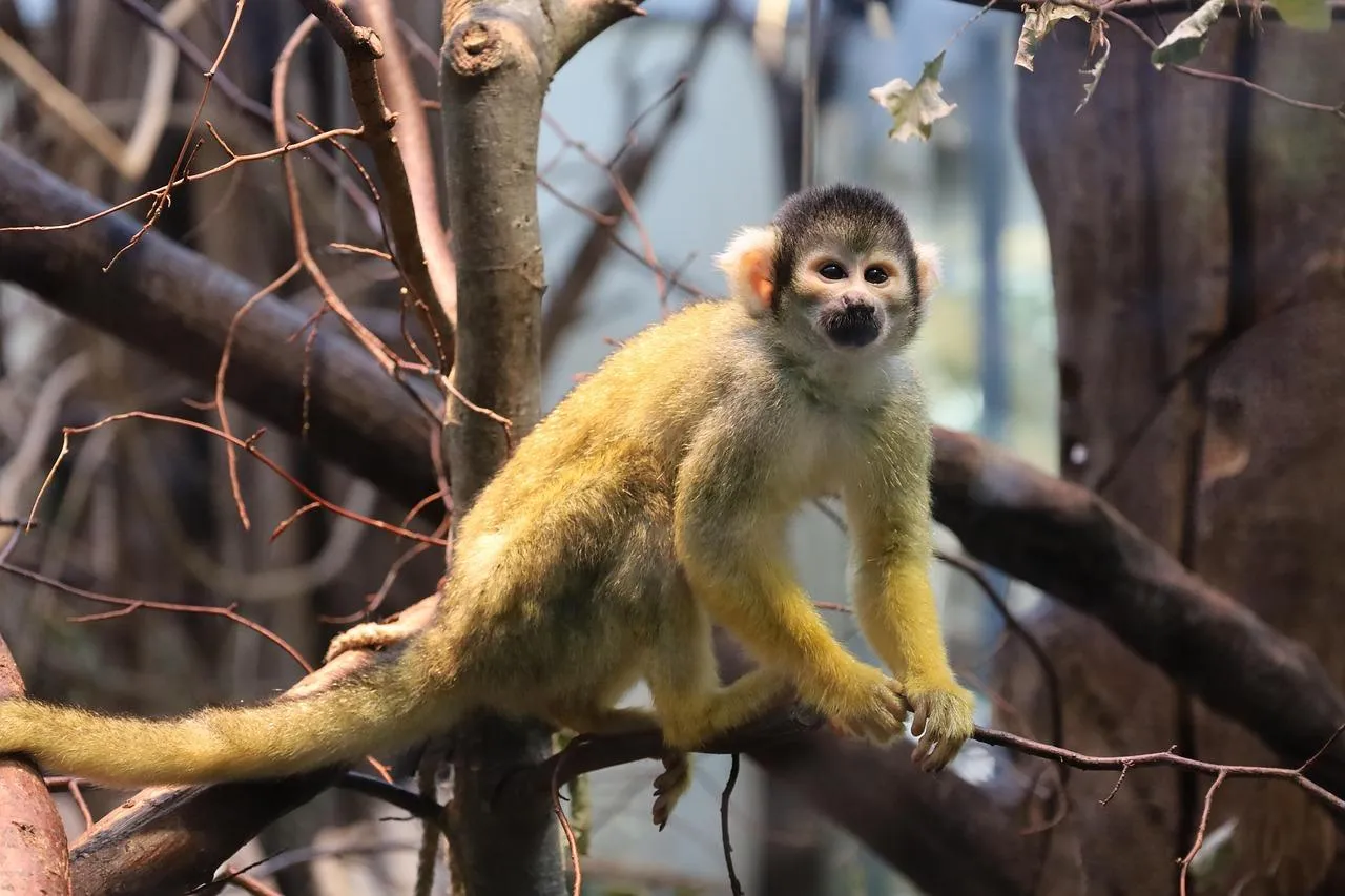 Squirrel Monkey Climbing Tree Branch in Tropical Forest
