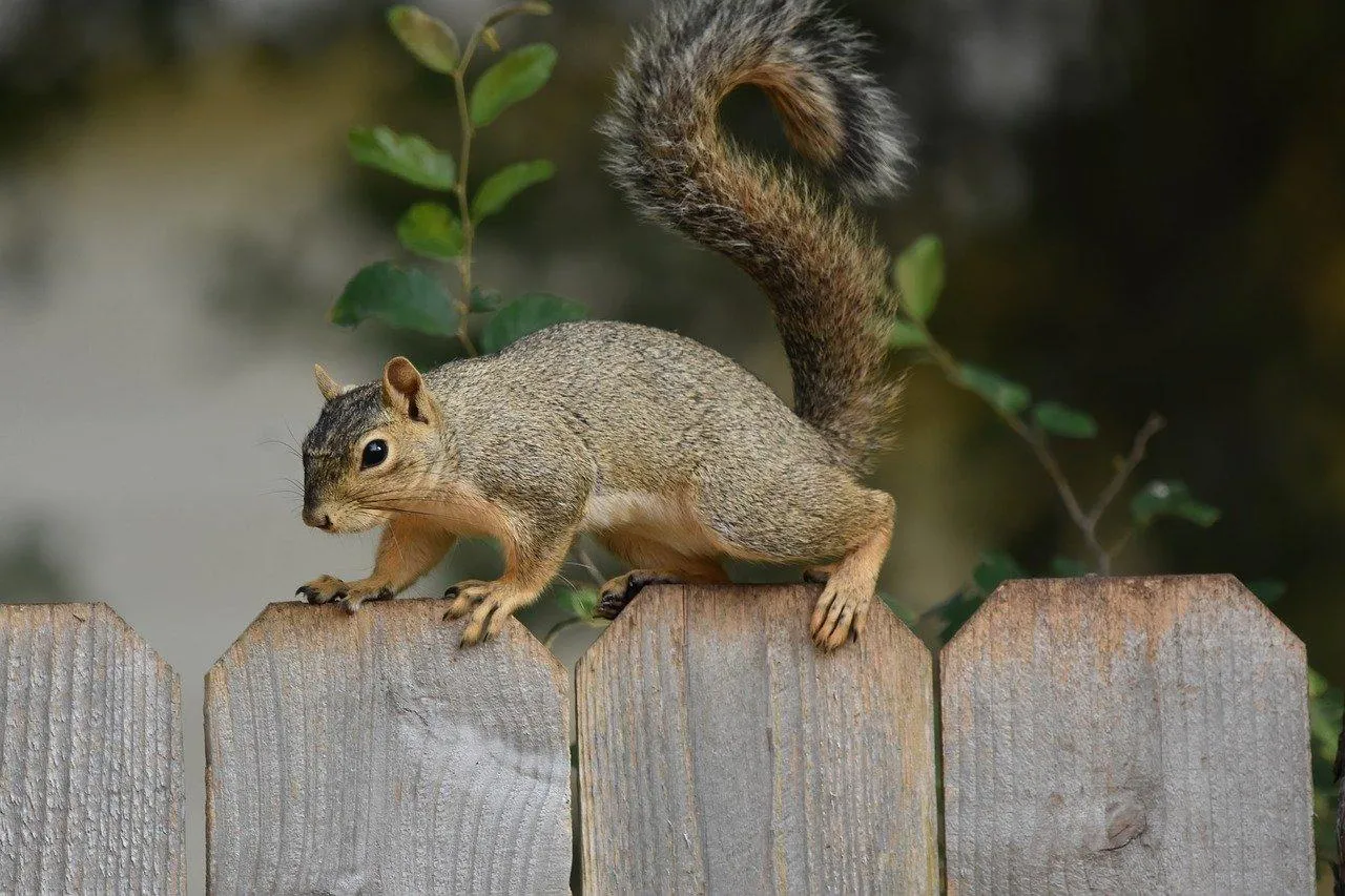 Squirrel Sitting Alert on Tree Branch in Autumn Forest
