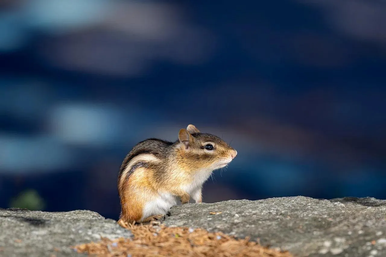 Squirrel Sitting Alert on Tree Branch with Blue Sky
