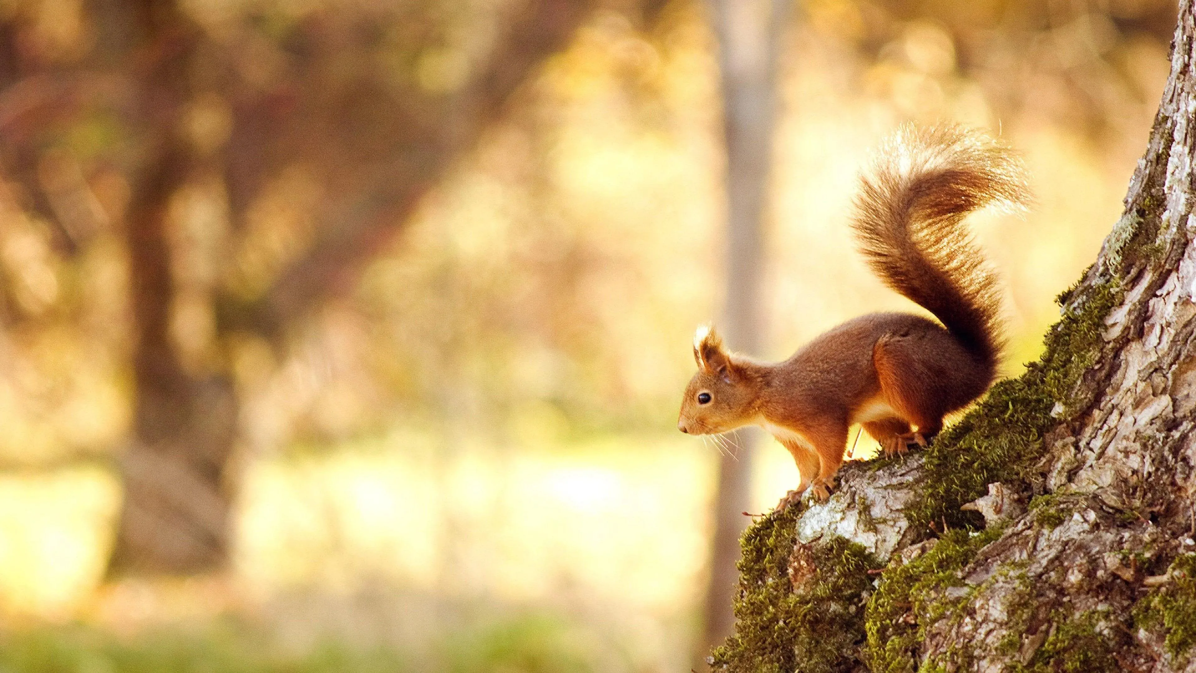 Squirrel Standing on Leaves Above Water Reflection