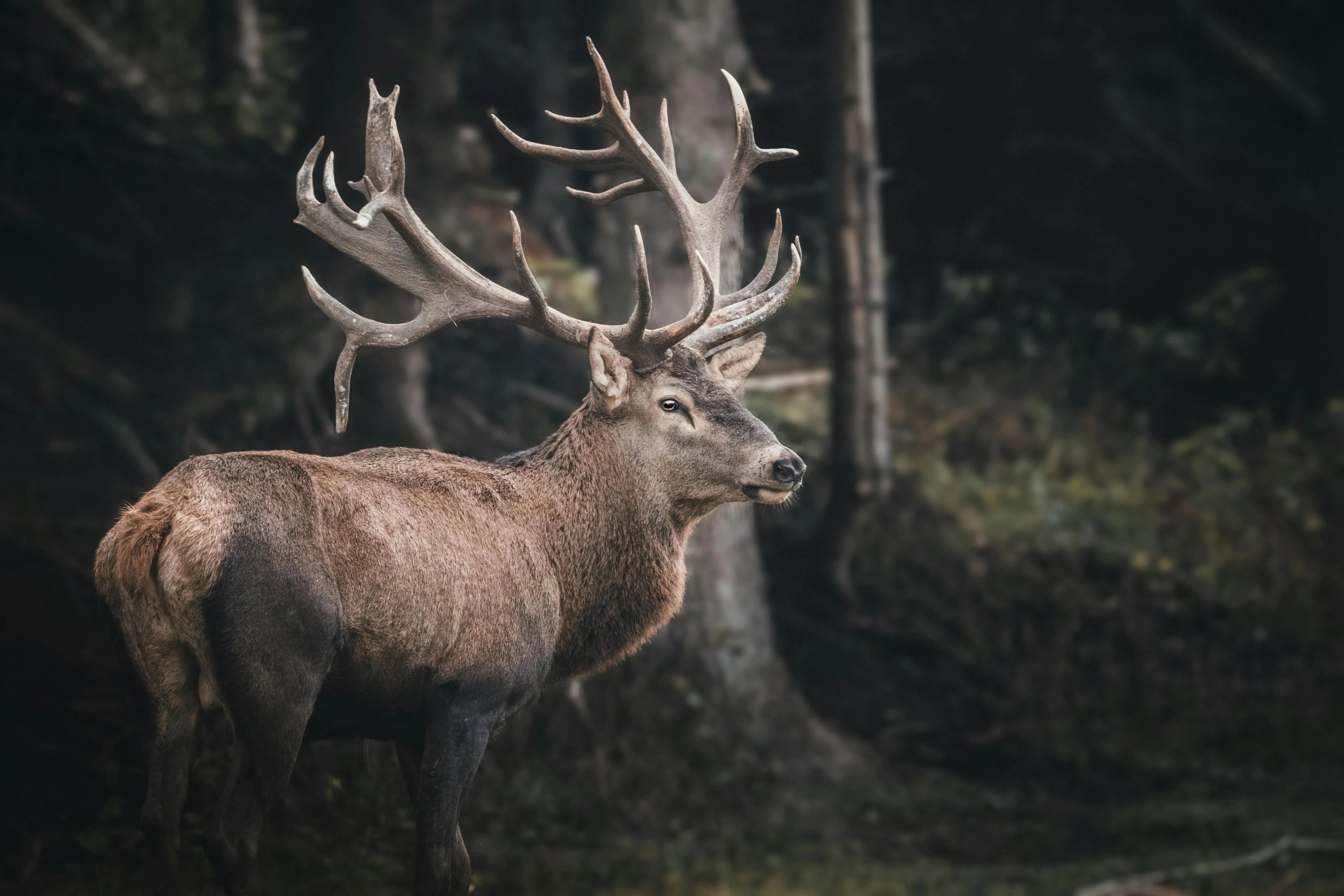 Stag Standing Still in Forest Under Spotlight Wallpaper