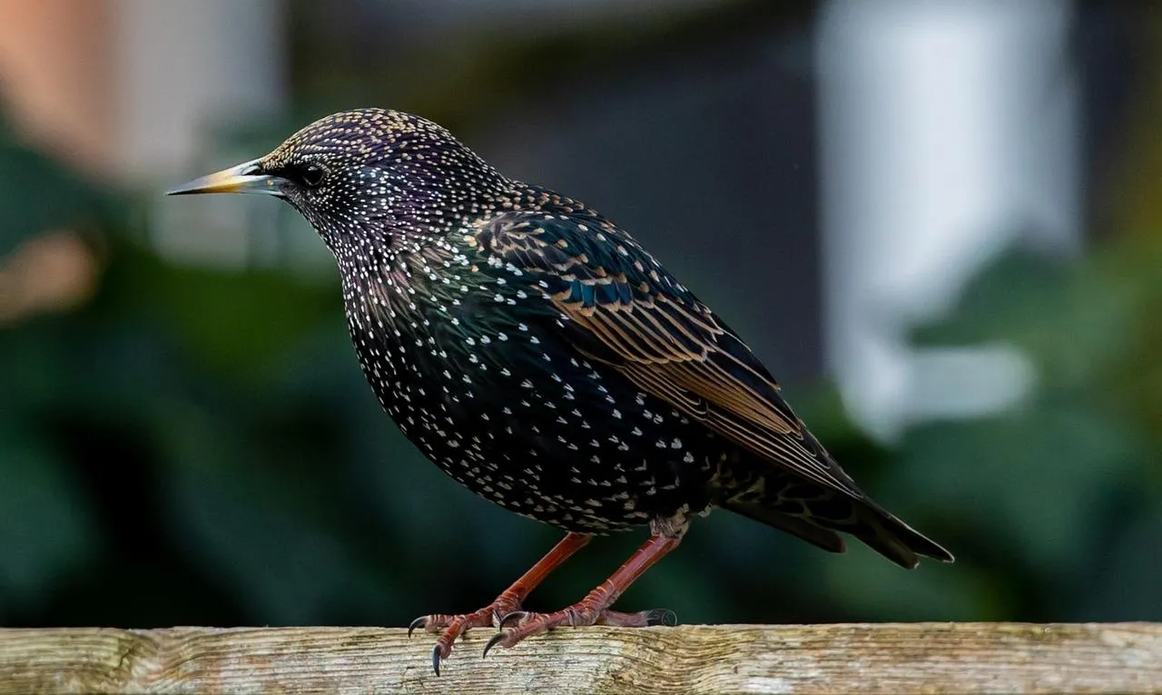 Starling bird perched on a branch with blurred background