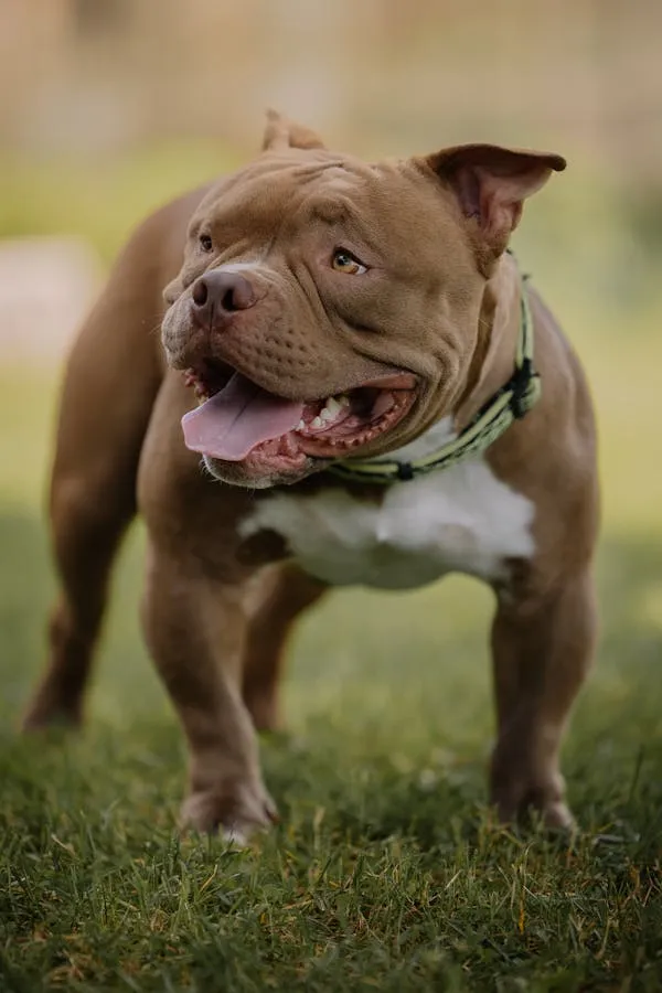 Strong Muscular Pitbull Dog with Collar Standing on Grass