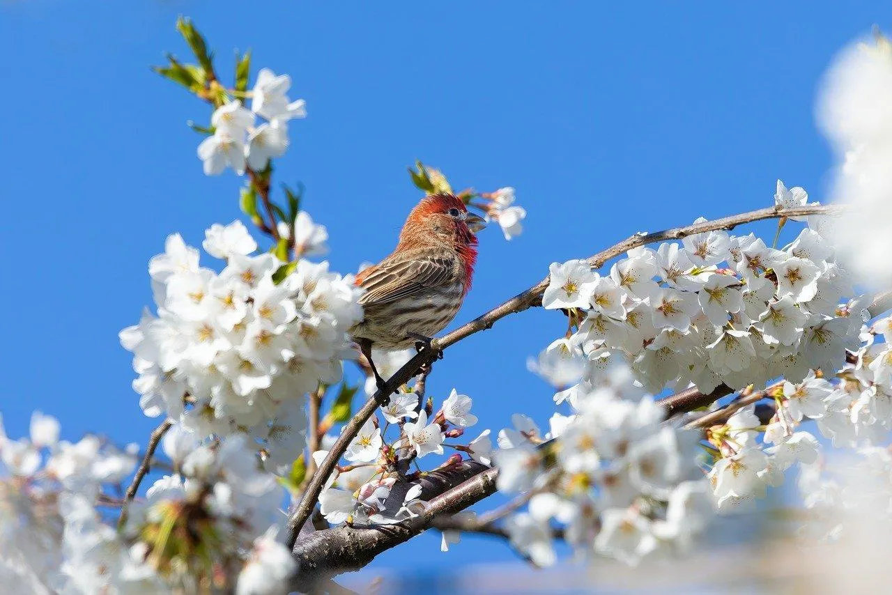 Stunning Closeup of White Flowers with a Blue Sky Background