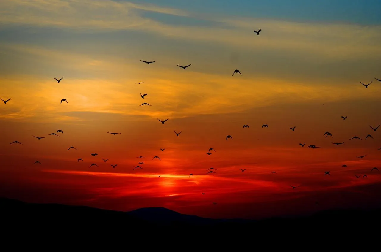 Stunning Sunset with Flock of Birds Flying in Sky Wallpaper