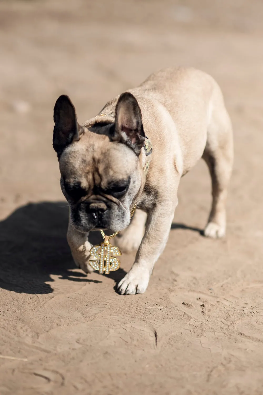Stylish French Bulldog Wearing a Gold Dollar Sign Necklace