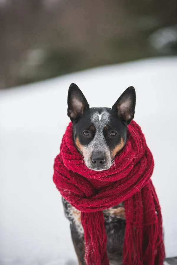 Stylish Puppy Wearing a Red Scarf in Snowy Weather Image