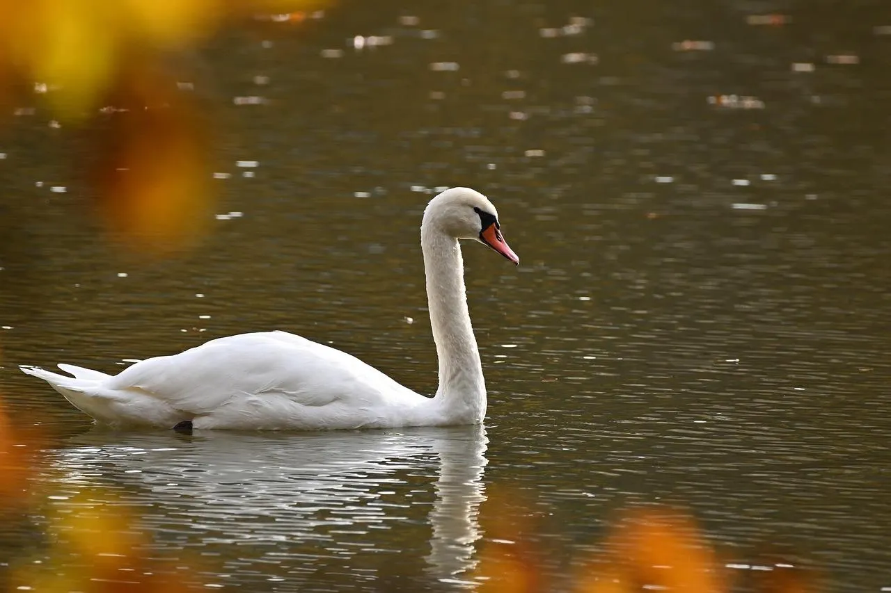 Swan Floating Gracefully on a Golden Pond Wallpaper
